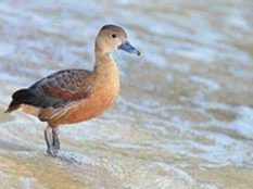 Red Spurfowl