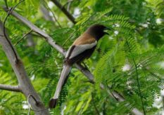 Rufous Treepie