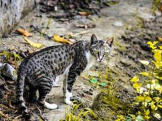 Rusty-Spotted-Cat