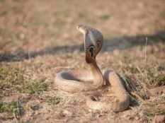 Spectacled-Cobra