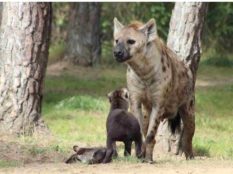 Striped-Hyena