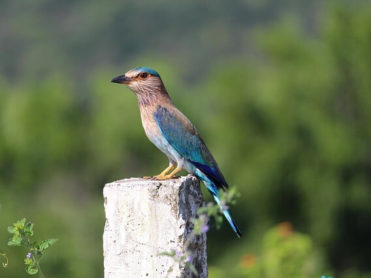 birding in bandhavgarh