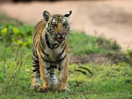 bandhavgarh in winter