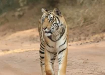 bandhavgarh wildlife