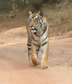 bandhavgarh wildlife