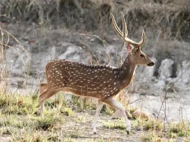 honeymoon package safari bandhavgarh