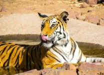 safari zones in bandhavgarh