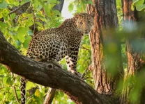 weekend safari bandhavgarh