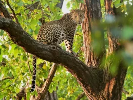 weekend safari bandhavgarh