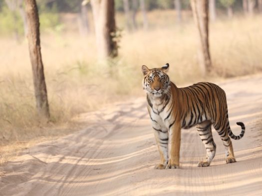 bandhavgarh